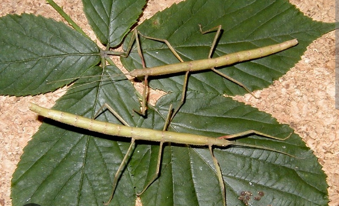 Strašilky, Pakobylky - 10