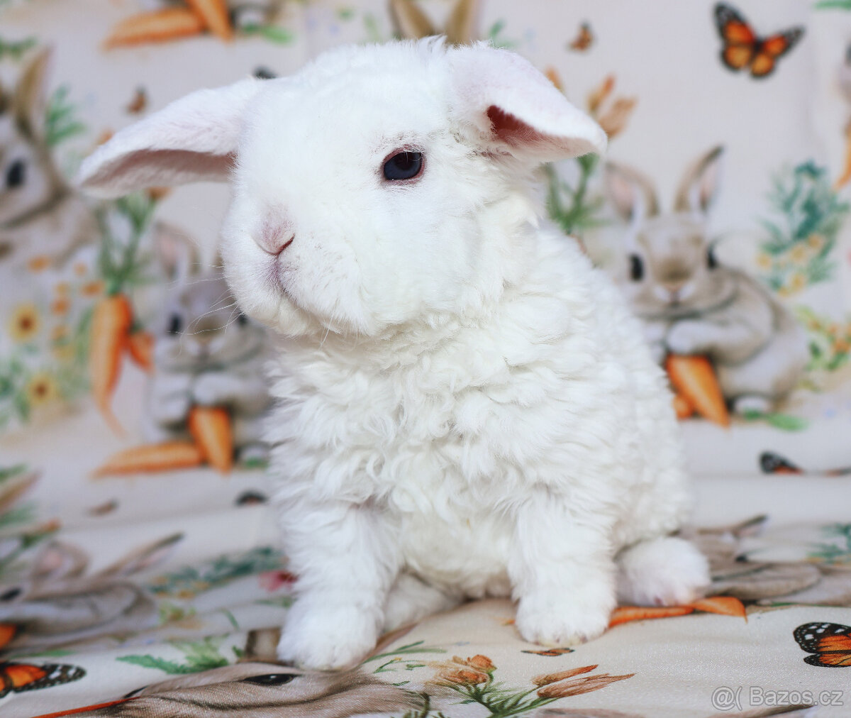 Zakrslí rex beránci . - 10
