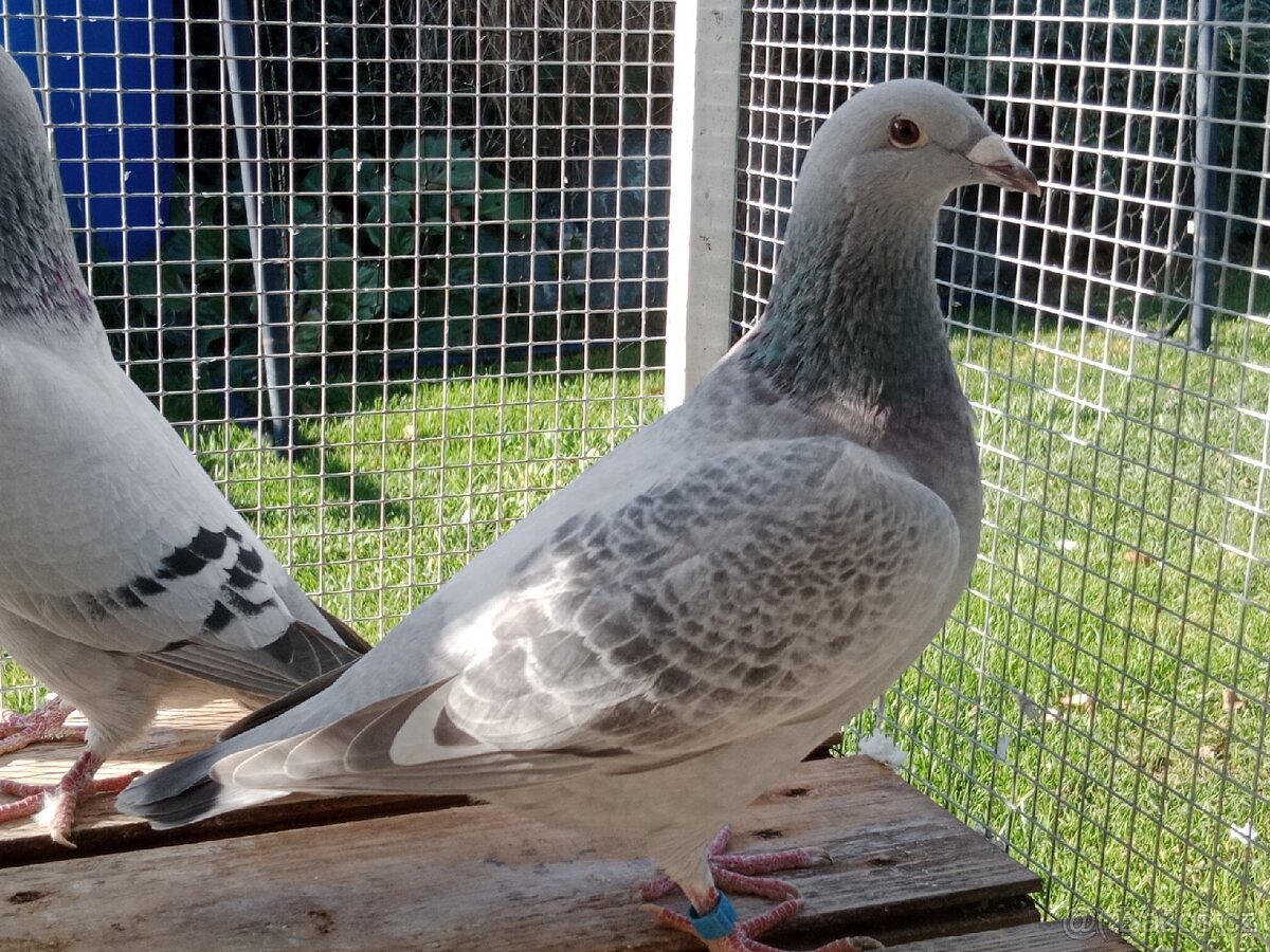 Poštovní holub standart - 10