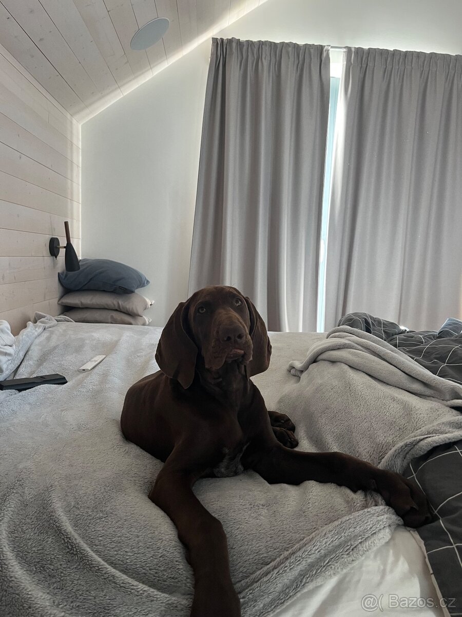 Německý ohař - 10