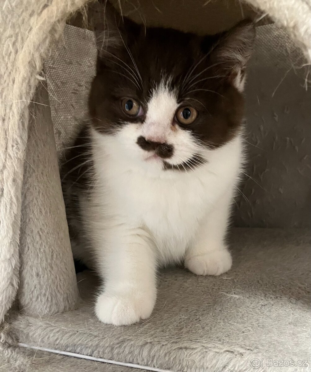 Britská koťátka s PP - 10