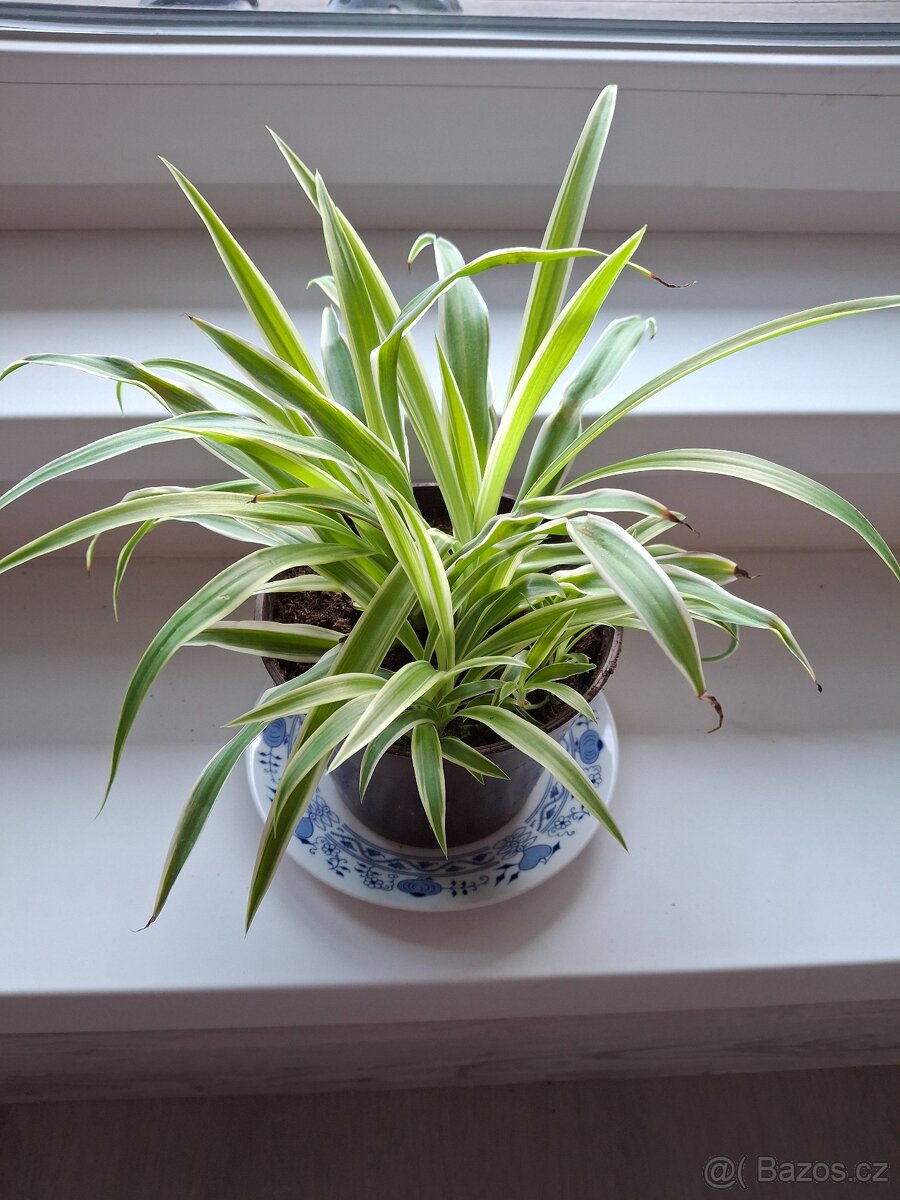 Pokojova rostlina zelenec 3 + 3 - 10