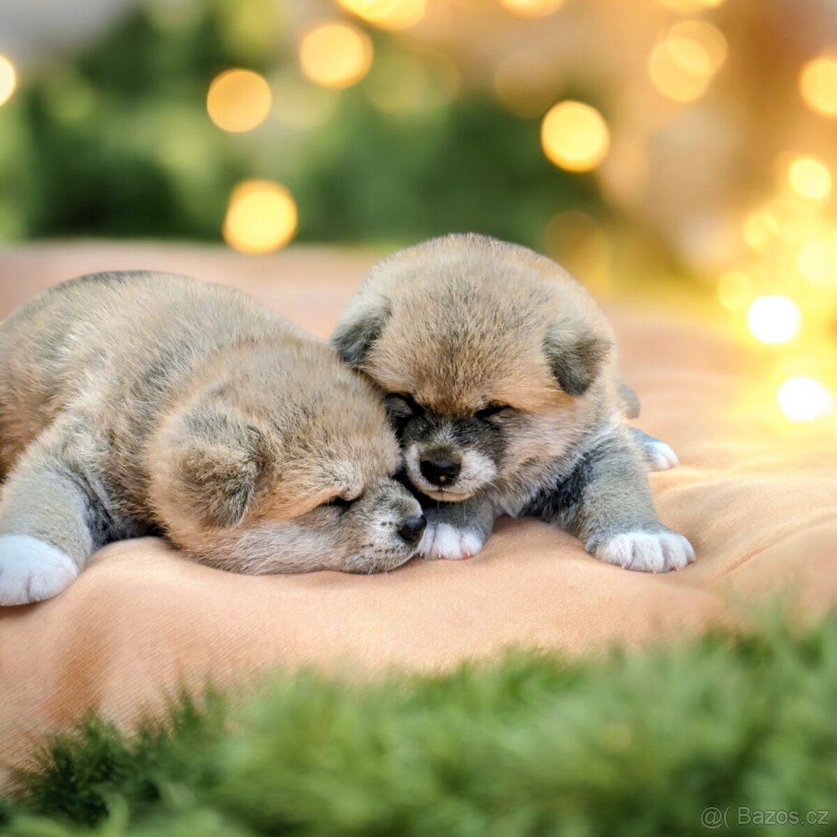 Štěňátka Akita Inu s PP - 10