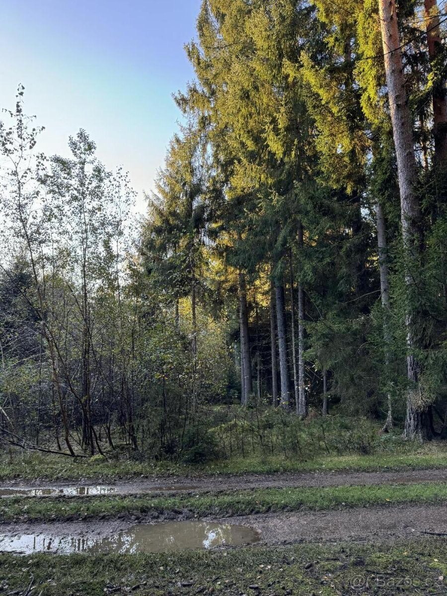 Prodám lesní pozemek v k.ú. Ločenice, p.č. 810 - 10