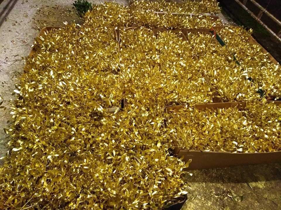 Prodej jmelí 2025🌿 - 10