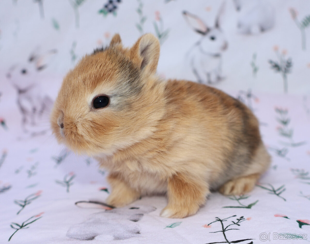 Zakrslý krátkouchý králíček malinká LOT samička - 10