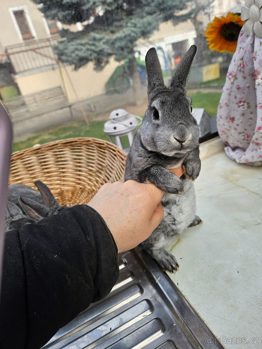 Zakrslý králík - 10