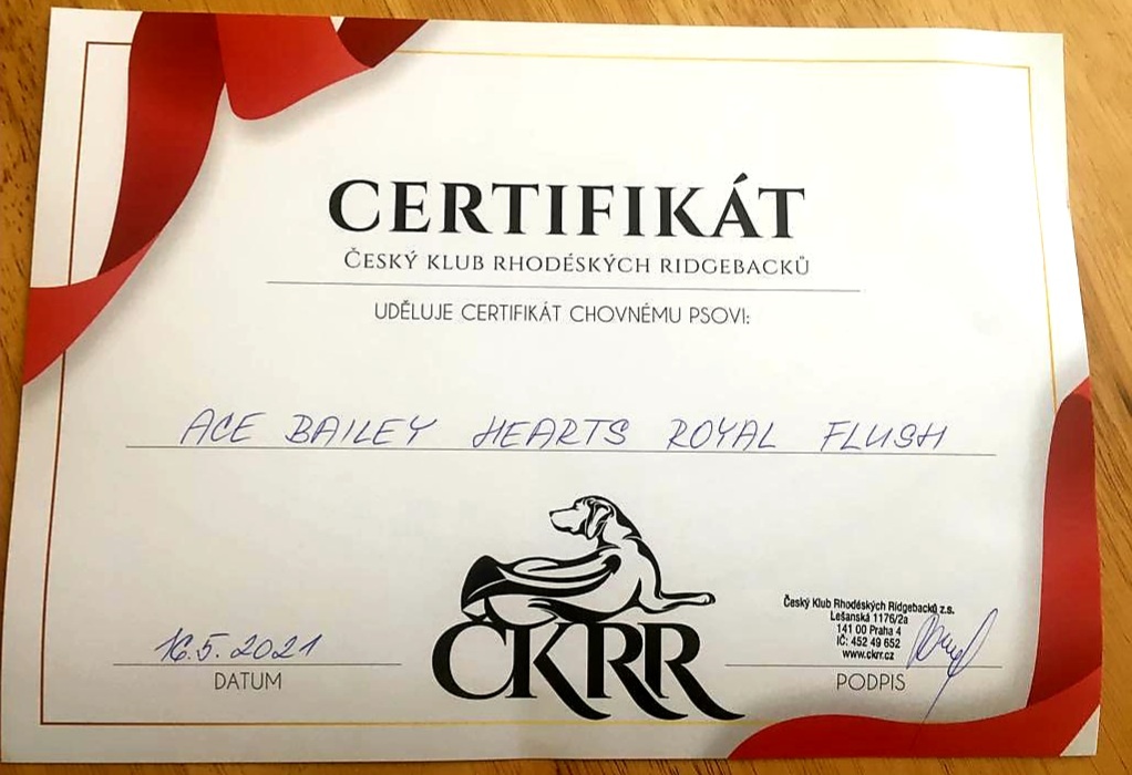 Krytí- chovný pes-Rhodeský ridgeback FCI - 10