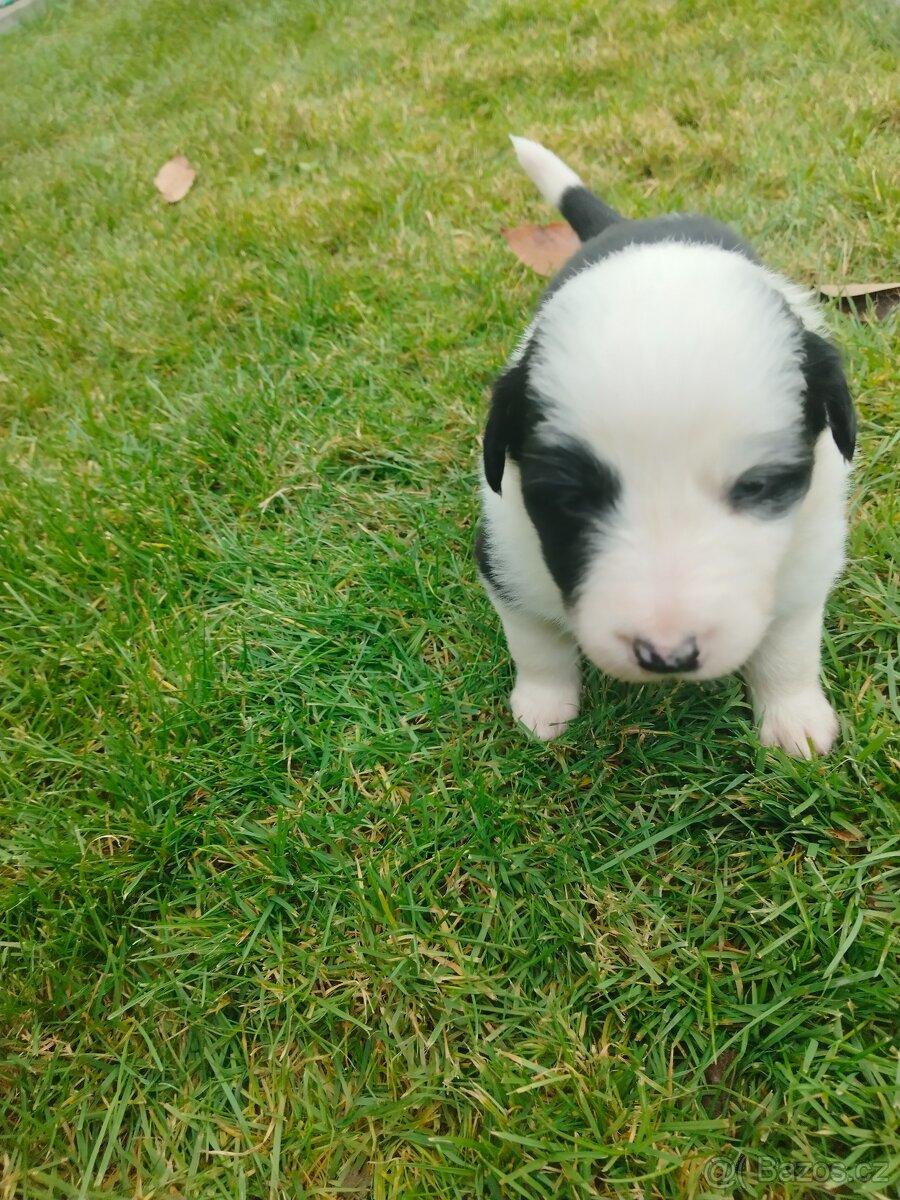 Border kolie dlouhosrstá - 10