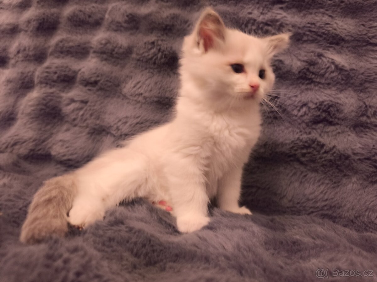 Ragdoll kocourci - 10