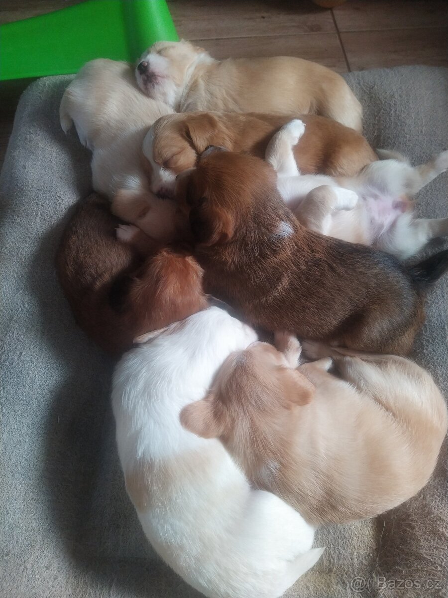 Štěňátka křížence MOMENTÁLNĚ VŠICHNI REZERVOVÁNI - 10