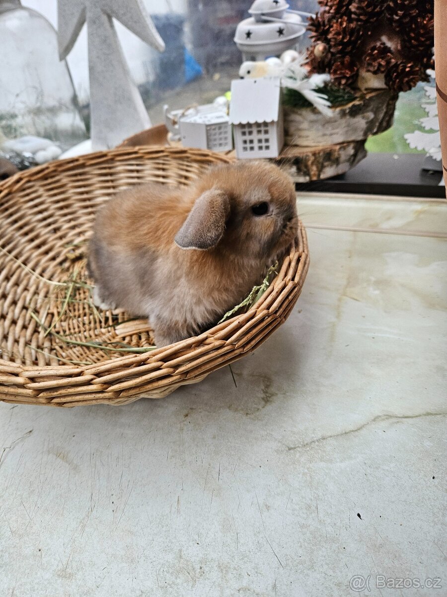 Zakrslý králík - 10