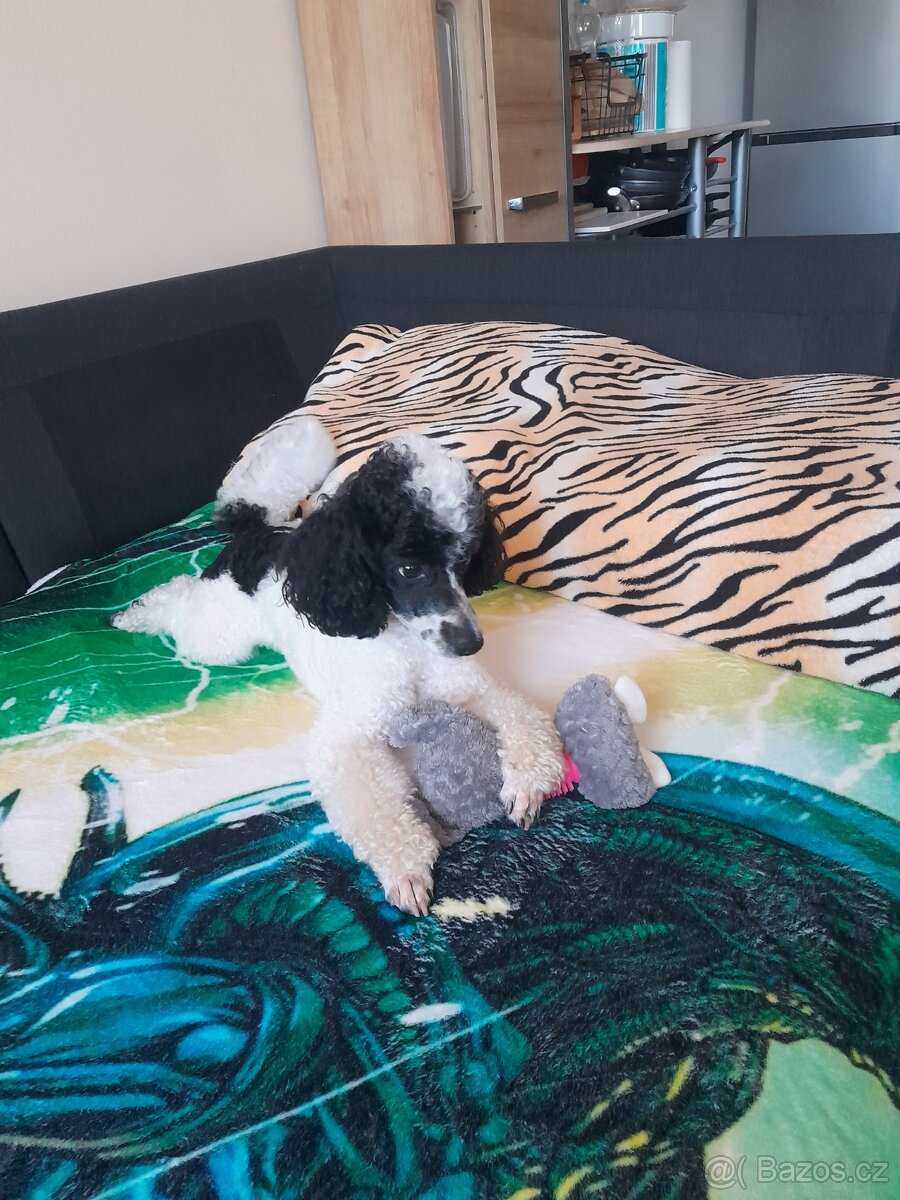 Pudlik ke krytí - 10