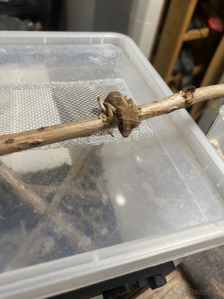 Uroplatus ebenaui - 10