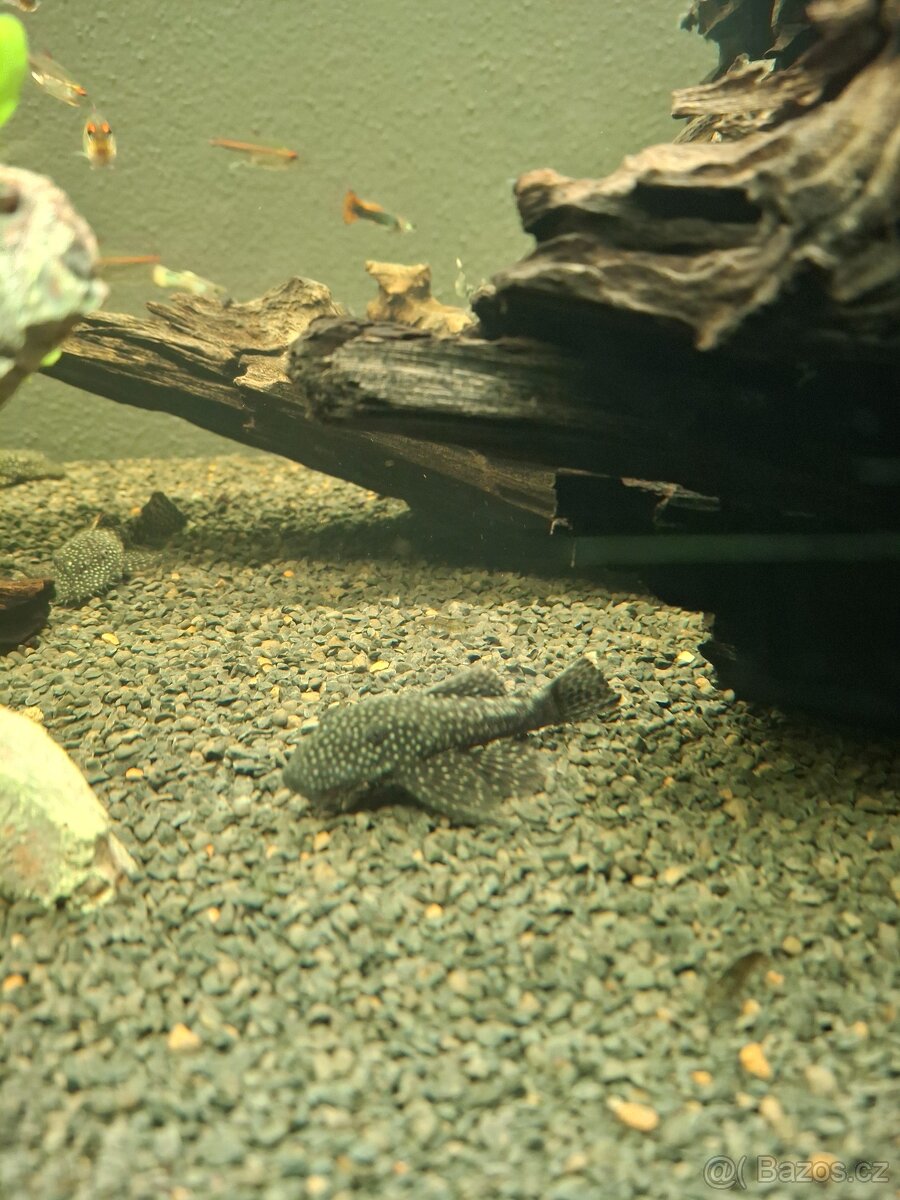 Prodám paví očka, ancitrusy a krevetky - 10