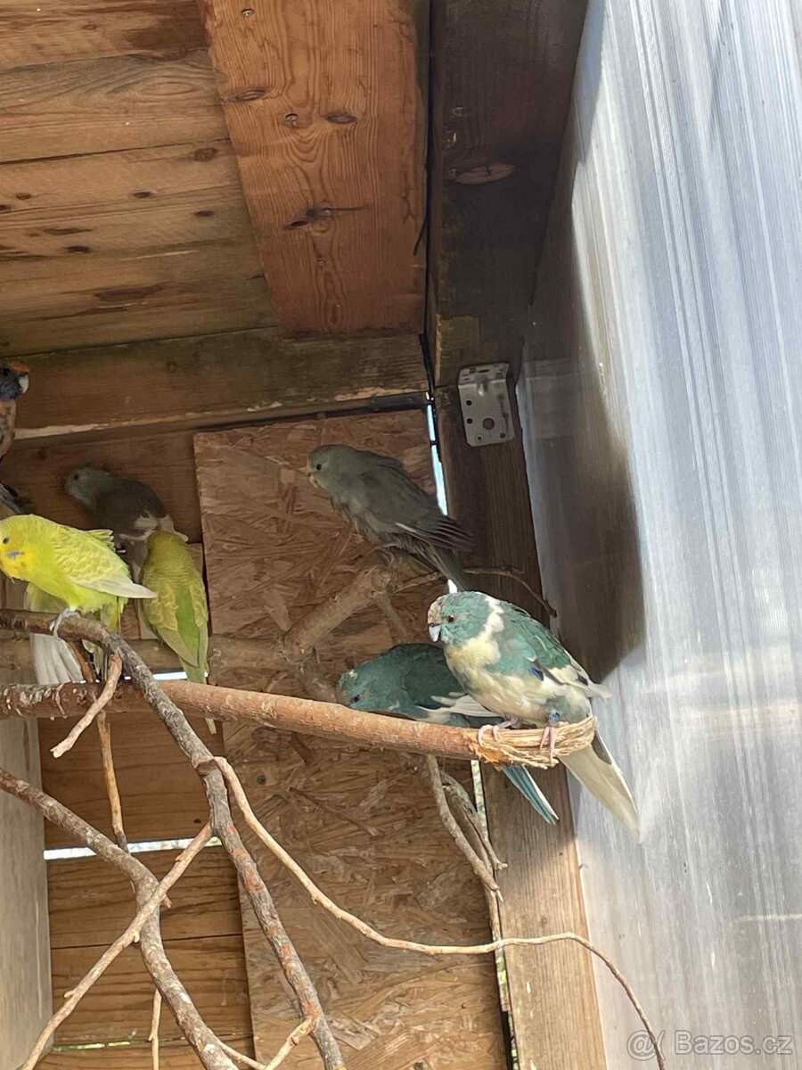 Letošní odchovy - 10