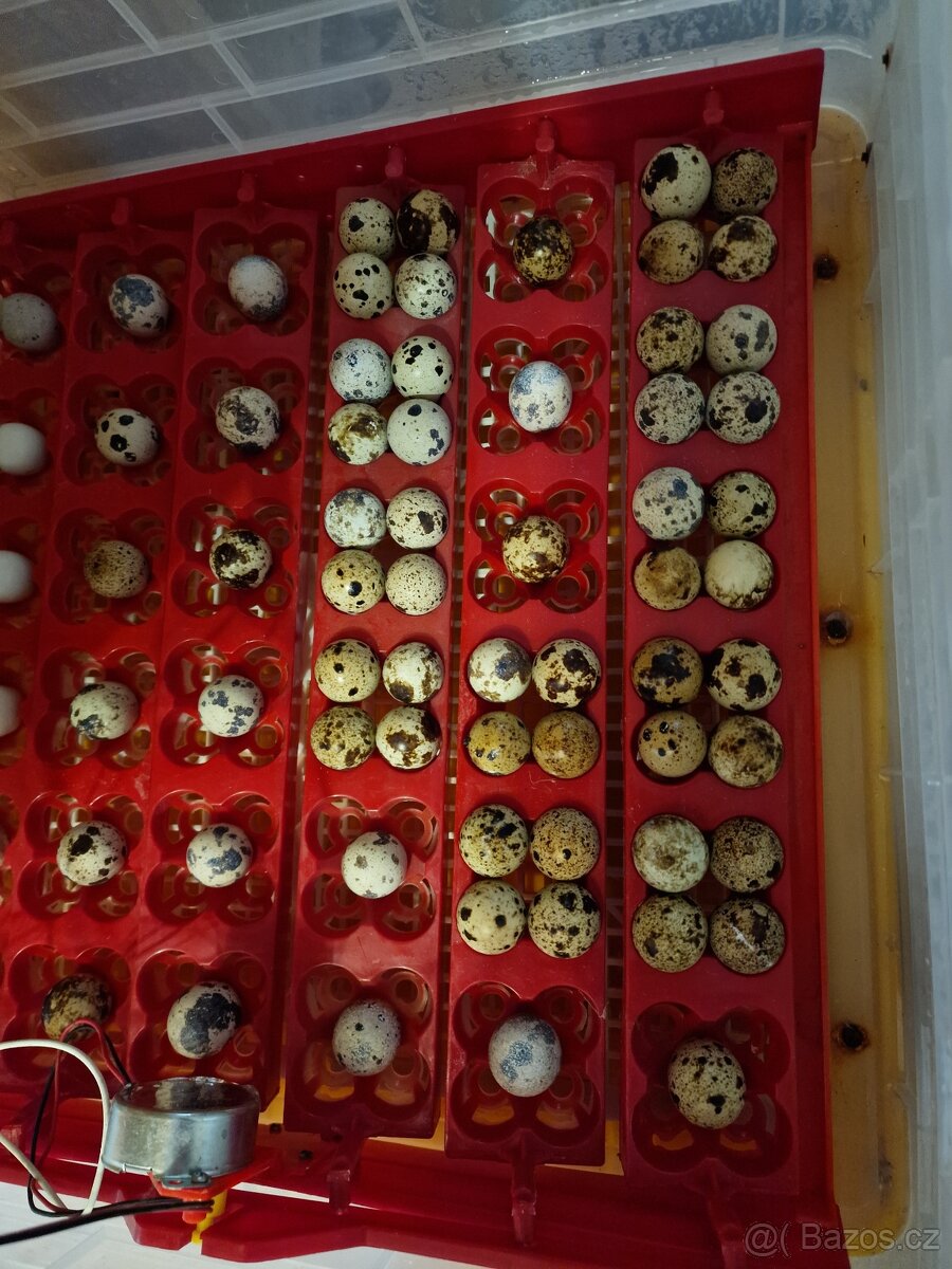 Křepelky japonské - 10