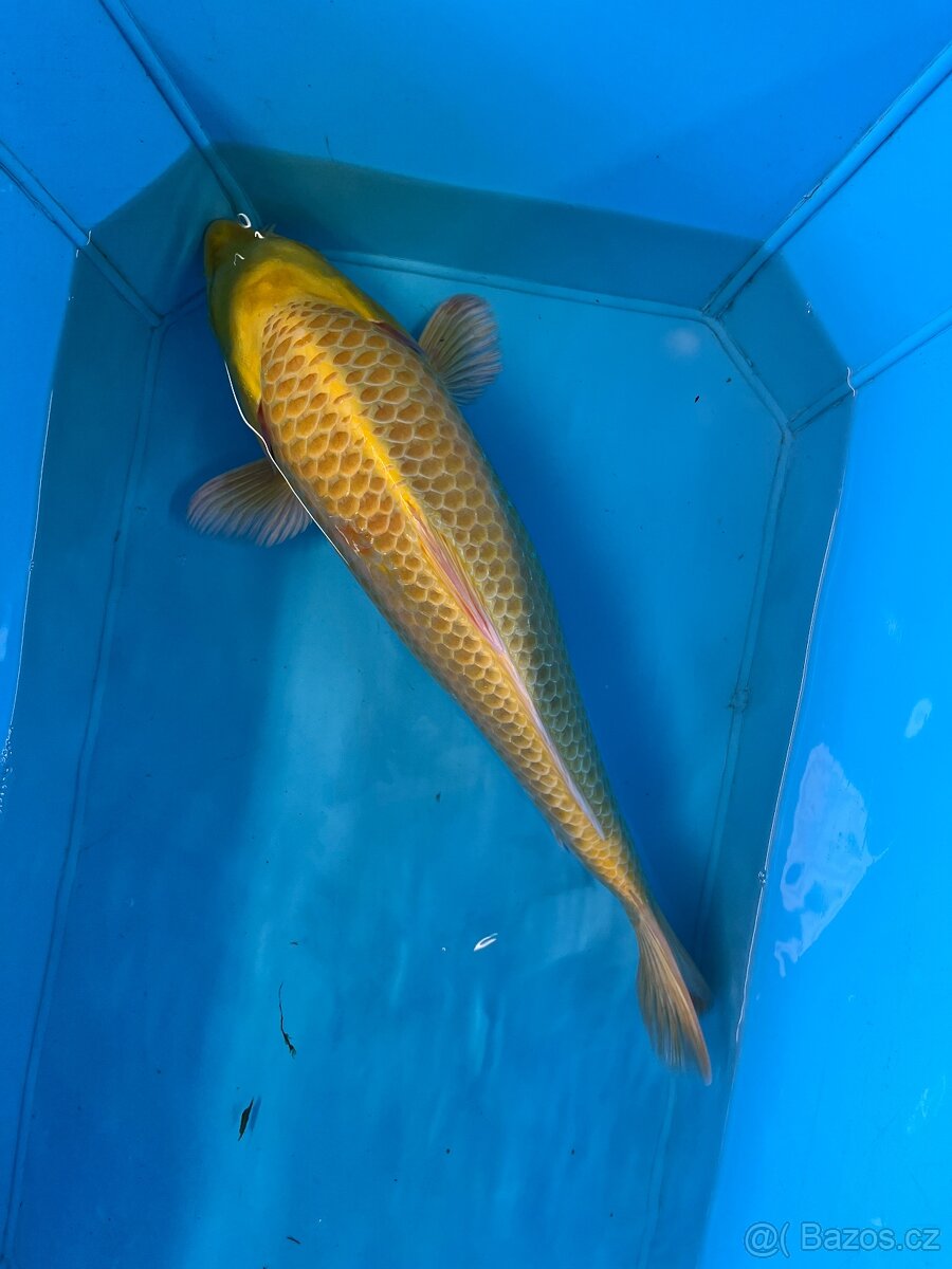 Koi kapr - 10