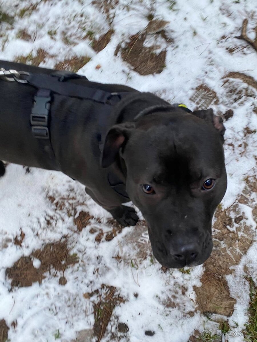 GORA K ADOPCI - něžné plaché zlatíčko - 10