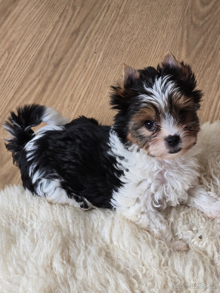 Jorkširský teriér-biewer - 10