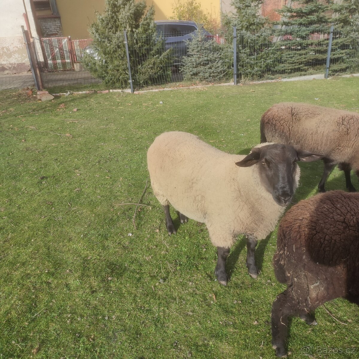 Sufolk 2 barany, 2 ovce Zwartbles - 10