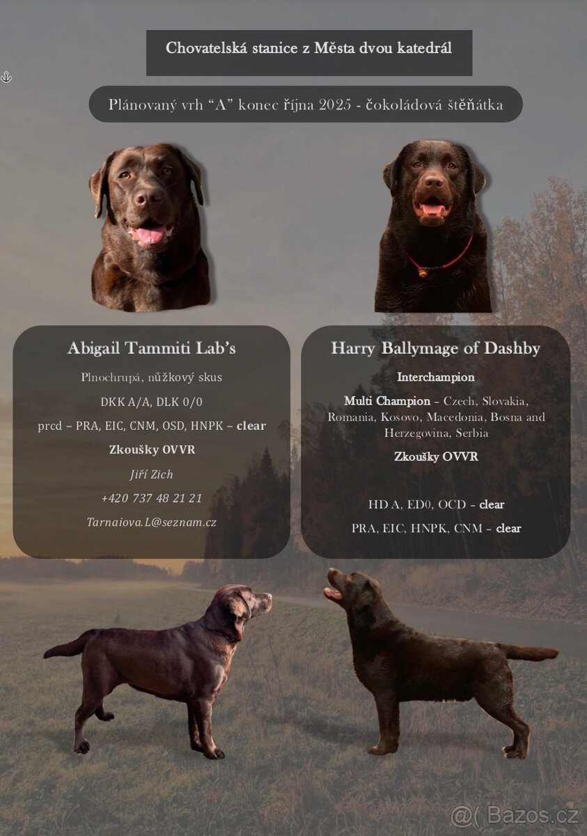 Čokoládová štěňátka labradorského retrívra s PP - 10