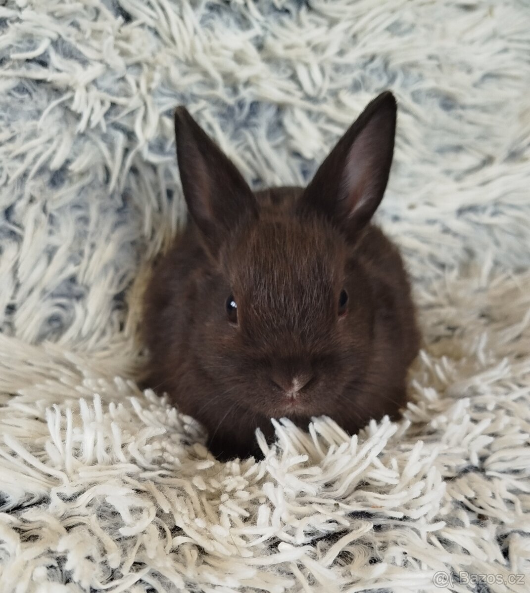 Zakrslý krátkouchý - 10