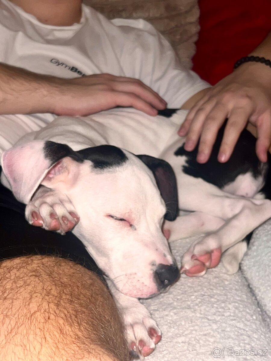 Am Staff kríženka - 10