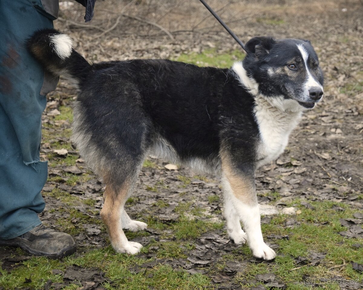 Gabby hledá domov - 10