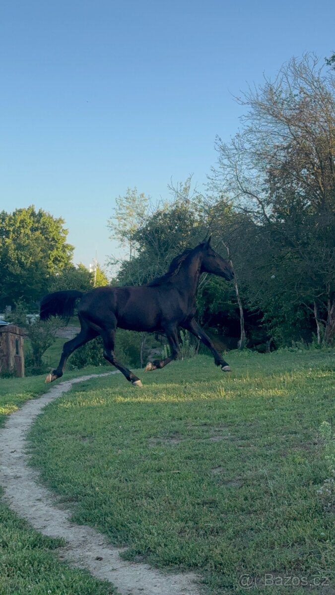 Mladá černá klisna - 10