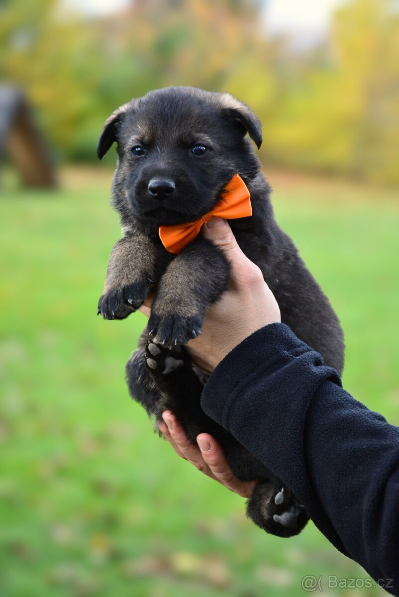 Německý ovčák s PP - 10