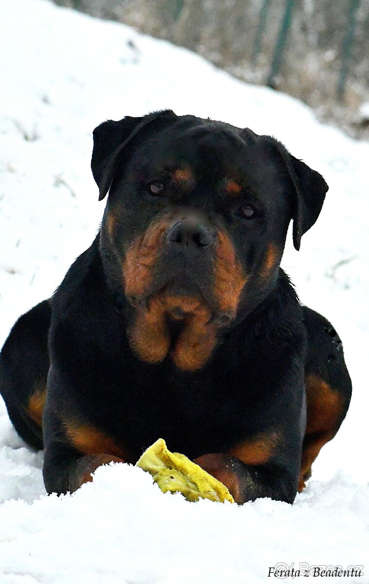 rotvajler - štěňata - 10