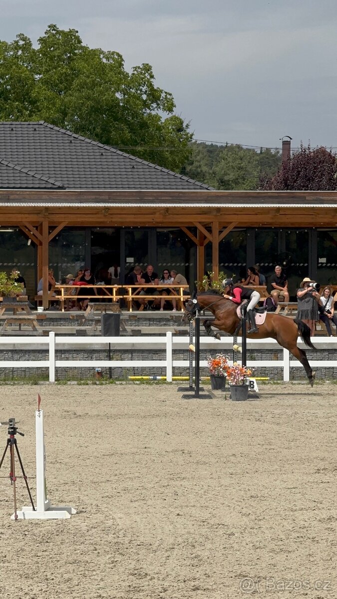 Kobyla do chovu a sportu - 10