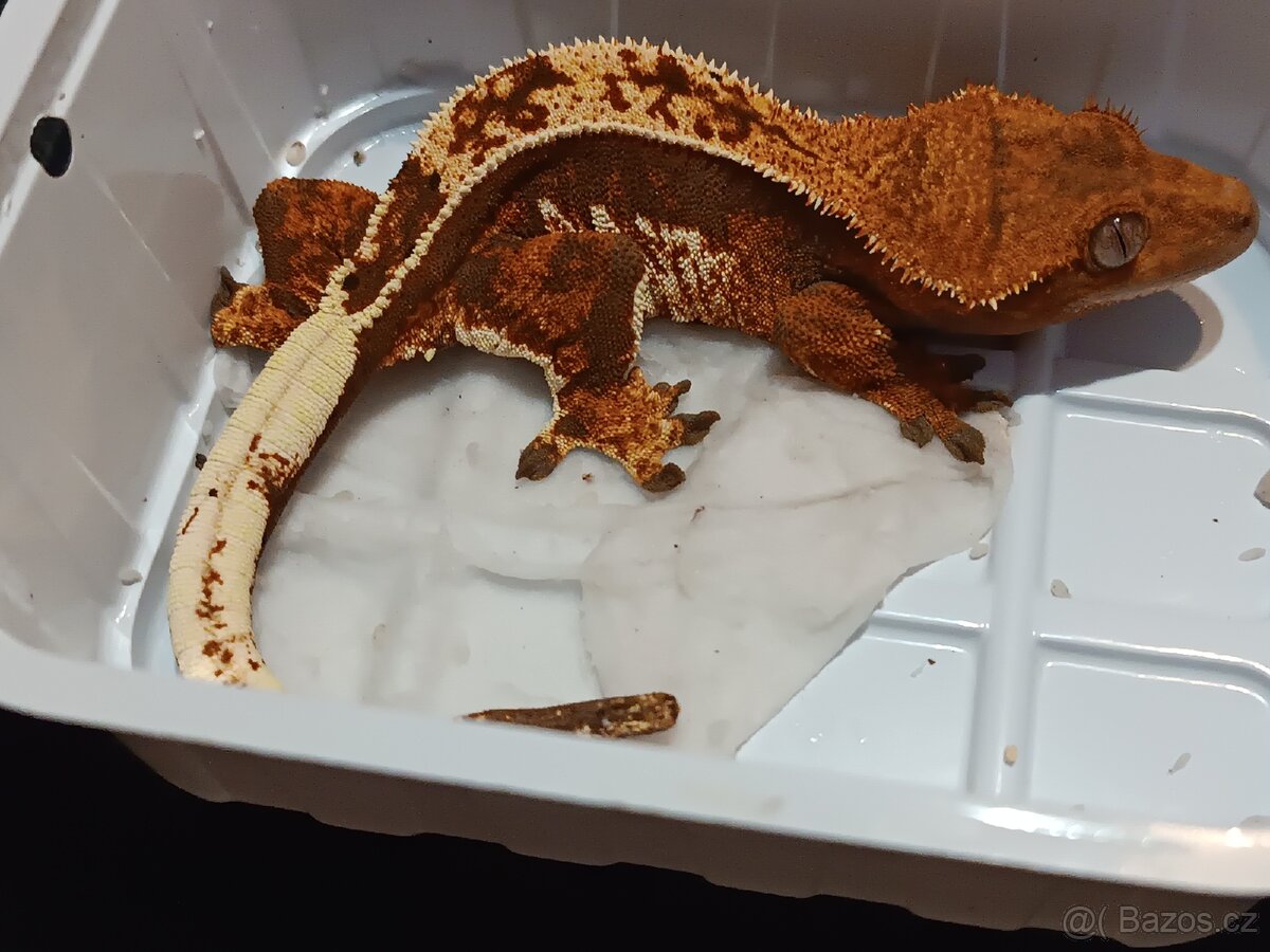 Pagekon řasnatý 1/3 - 10