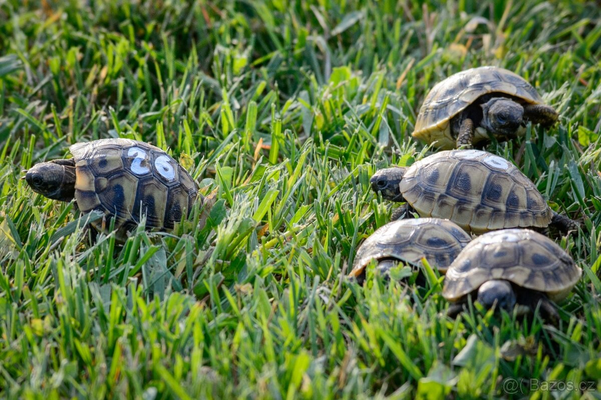 Malé želvy + vybavená terária - 10