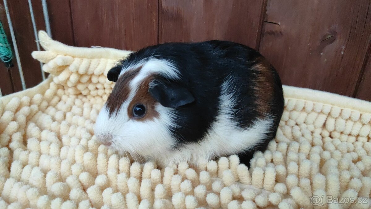 Morčata, morče, morčátka kluci i holky - 10