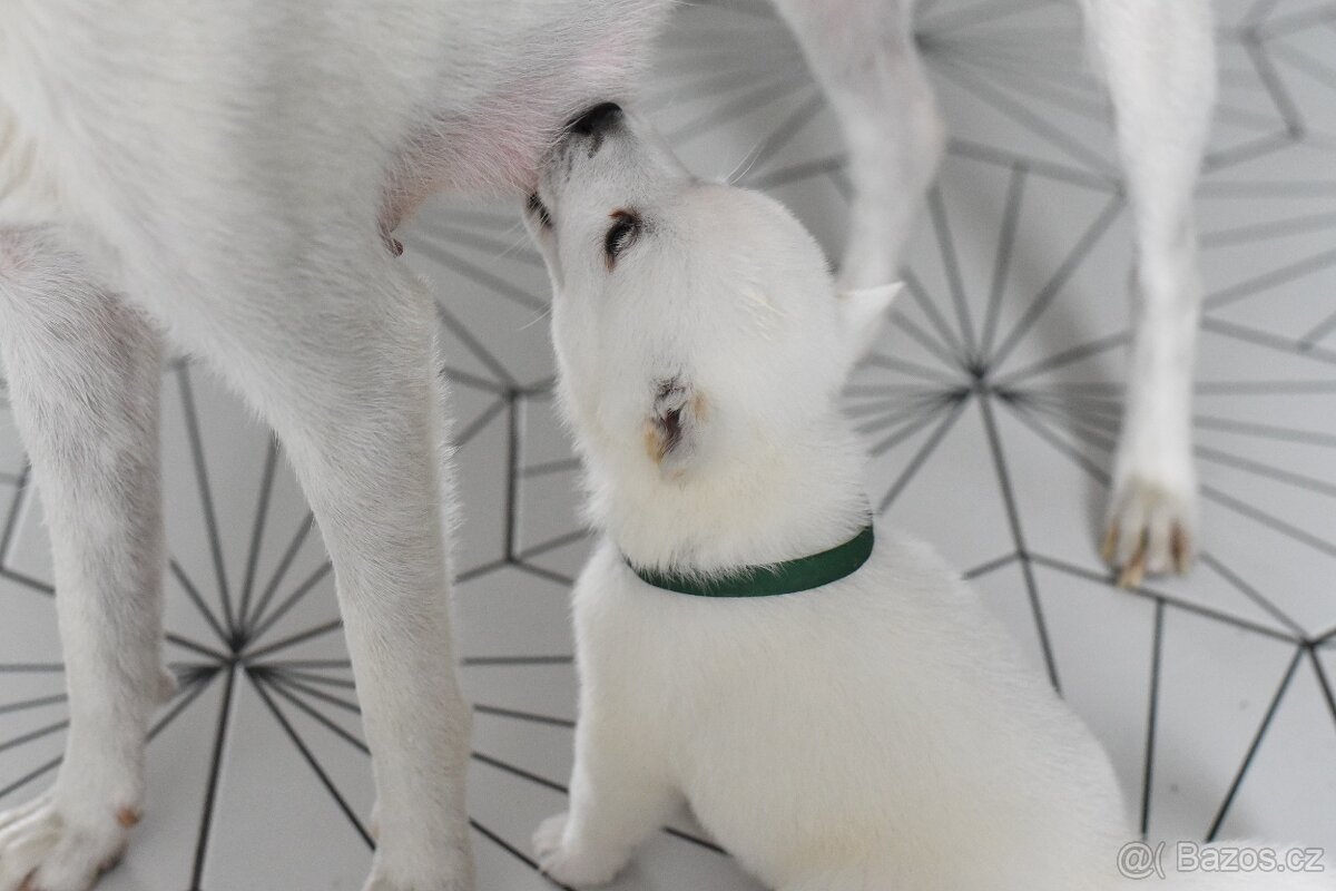Kishu Inu štěňata s PP FCI - odběr na Vánoce - 10
