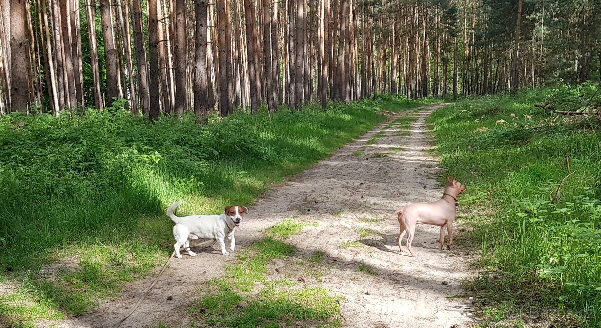 MAX K ADOPCI - AKUTNÍ, JRT, mazel pro zkušené - 10