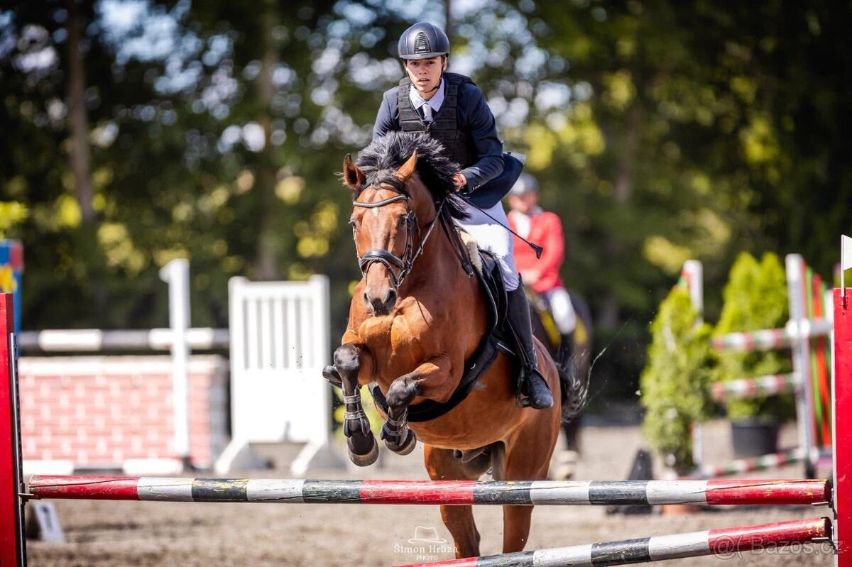 Prodáme sportovního koně do drezury, do parkuru pro dítě, ju - 10