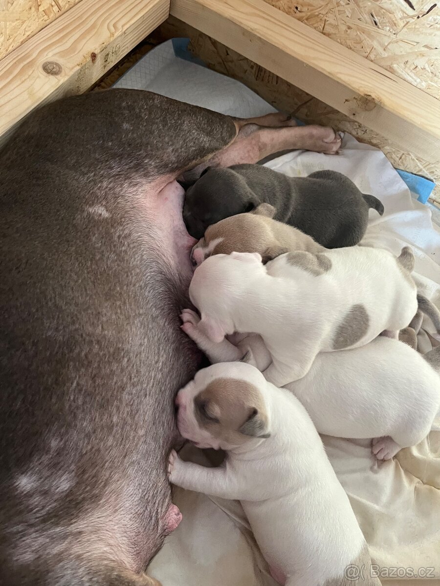 American bully pocket - 10