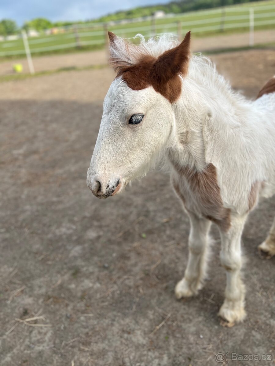 Hřebeček Irský cob - 10