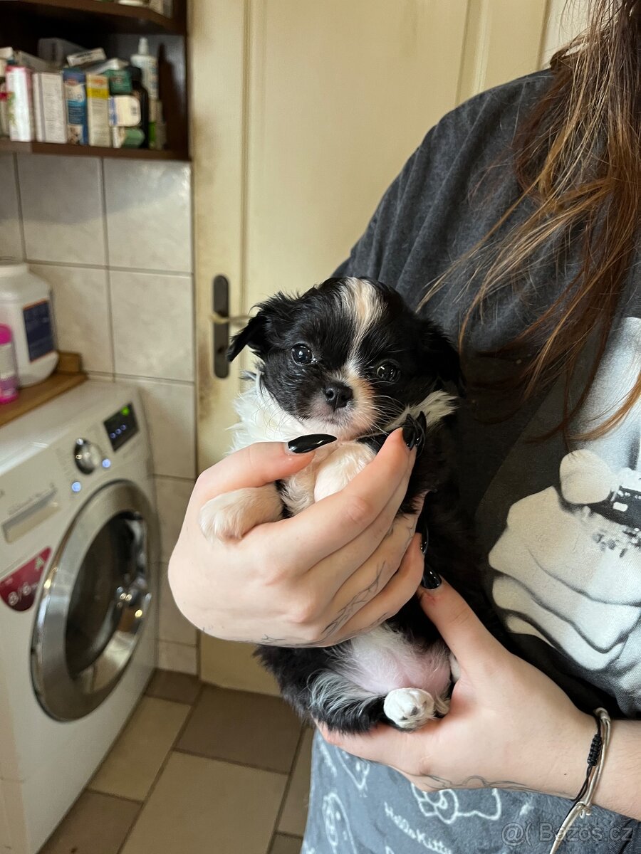 černobílá holčička s PP FCI - 10