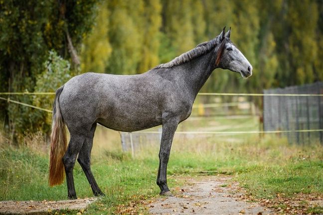 Lusitano charakterní klisna - 10