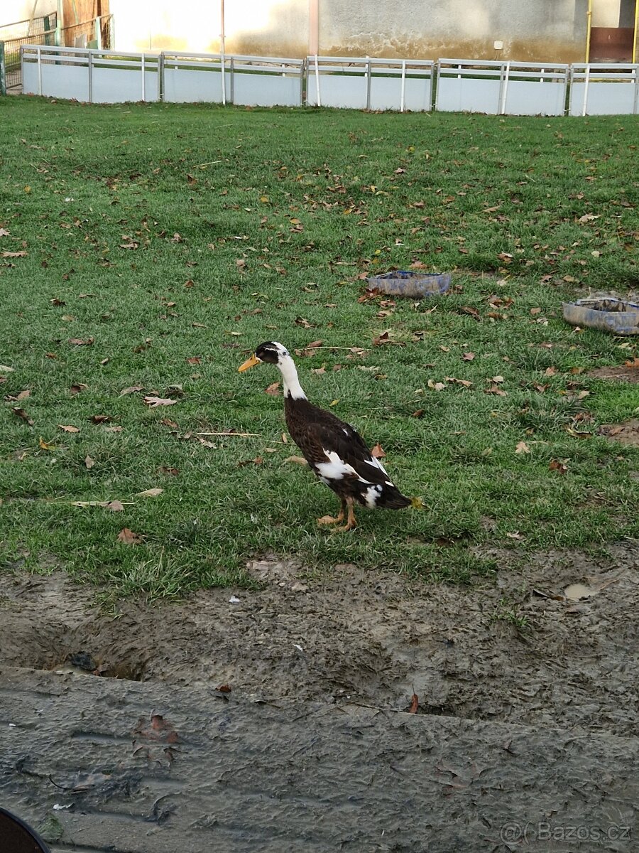 Indický běžec - 10