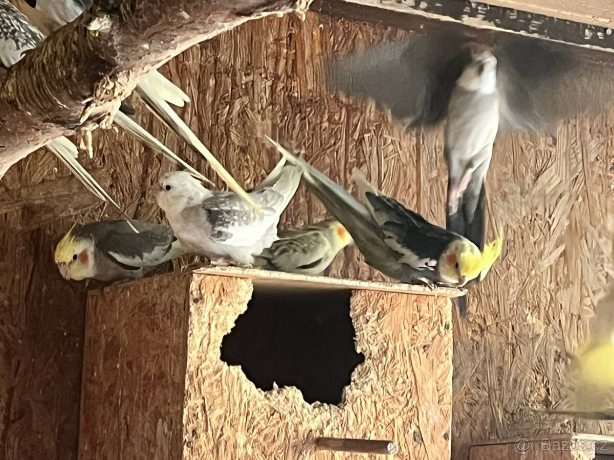 loňské korely - různé barvy - 10