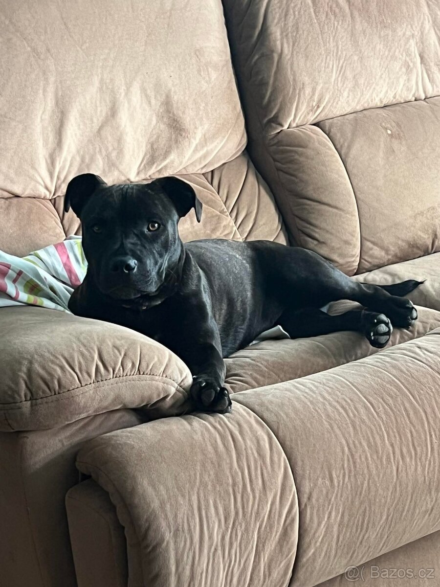 Stafordšírský bulteriér bez PP - 10