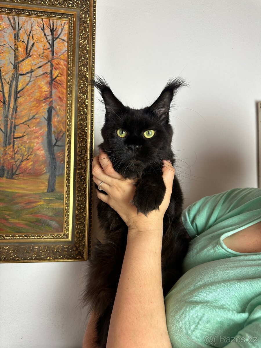 mainska mývalí s pp - 10