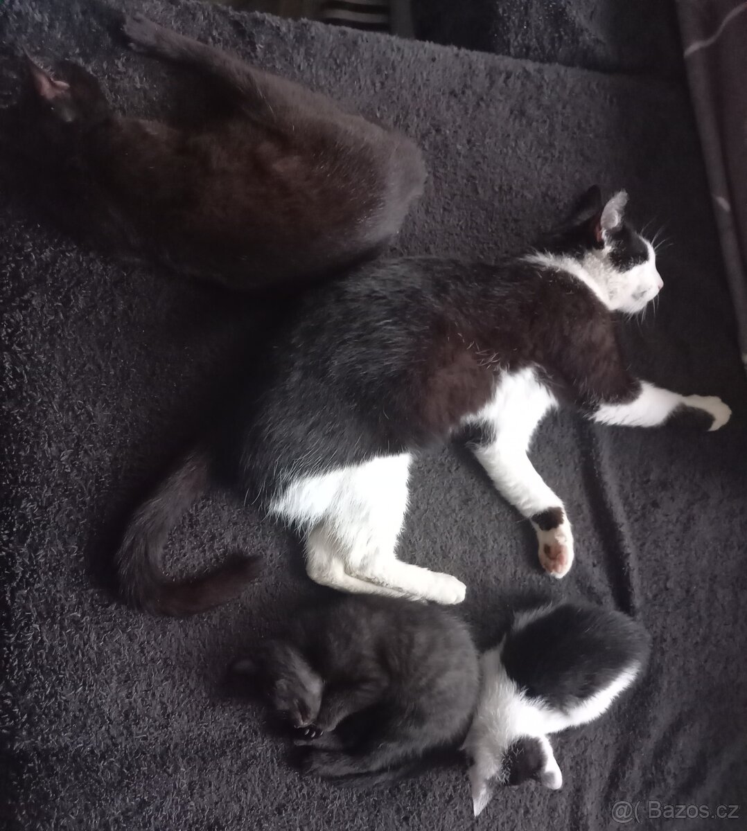 Darujeme kočičky do dobrých rukou - 10