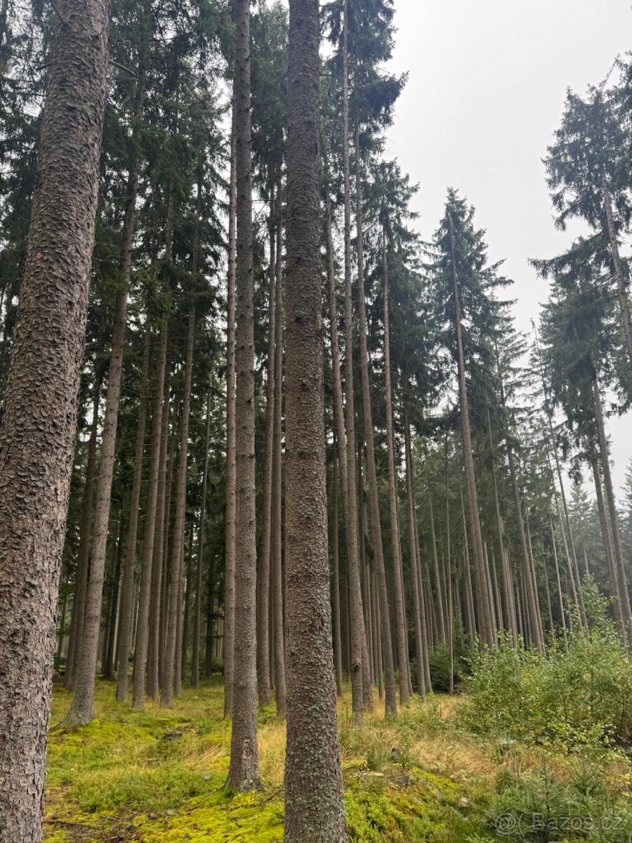 Prodám lesní pozemky v k.ú. Nicov - 10