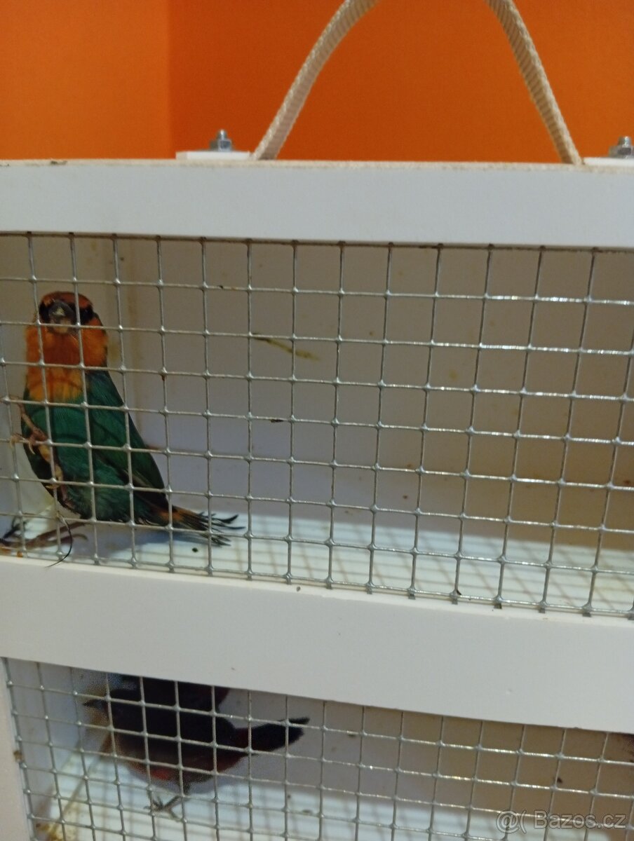 Amada papouščí červenohlavá, drobot - 10